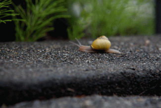 Snail Gif